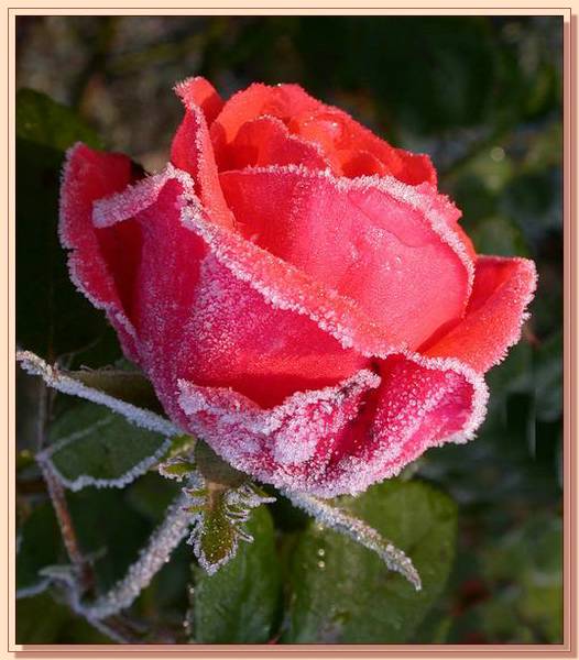 Ad:  gul_406.jpg
Gsterim: 2118
Boyut:  49.6 KB