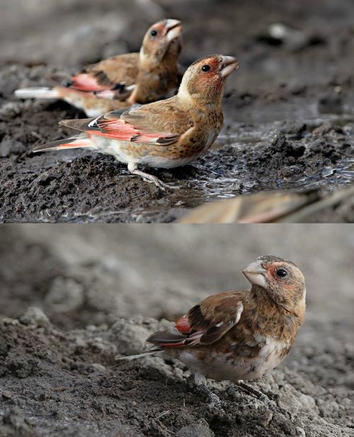 Ad:  alamecek.jpg
Gsterim: 504
Boyut:  62.9 KB