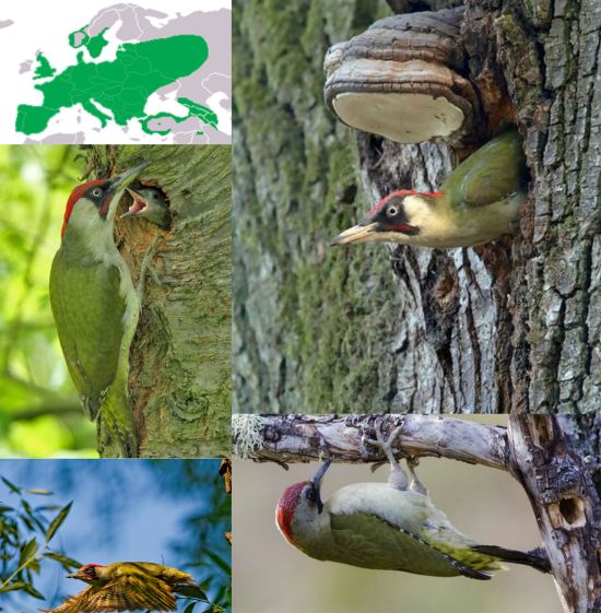 Ad: Yeşil Ağaçkakan (Picus viridis).jpg
Gösterim: 641
Boyut: 72.6 KB Ad: Yeşil Ağaçkakan (Picus viridis).jpg
Gösterim: 641
Boyut: 72.6 KB