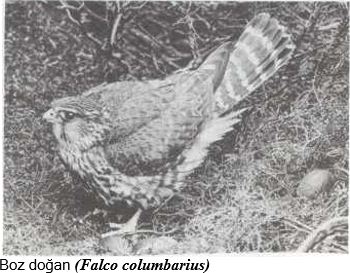 Ad: boz.JPG
Gösterim: 323
Boyut: 34.4 KB