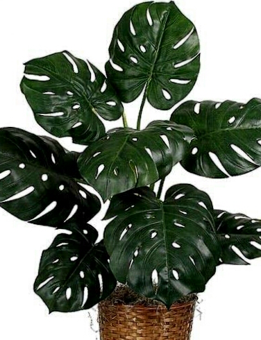 Ad:  deve tabani.jpg
Gsterim: 12059
Boyut:  144.8 KB