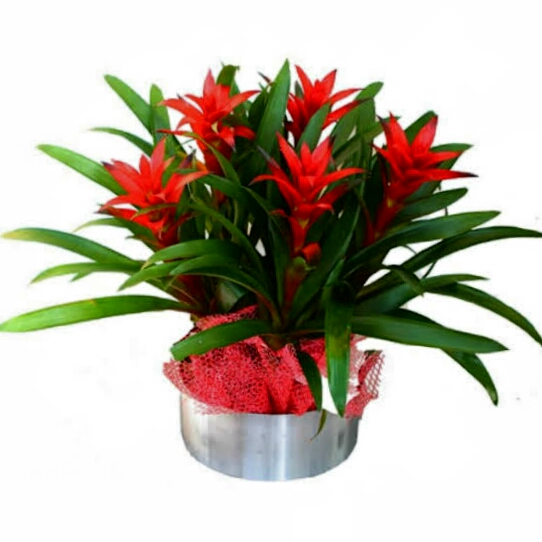 Ad:  Guzmanya.jpg
Gsterim: 12805
Boyut:  139.8 KB