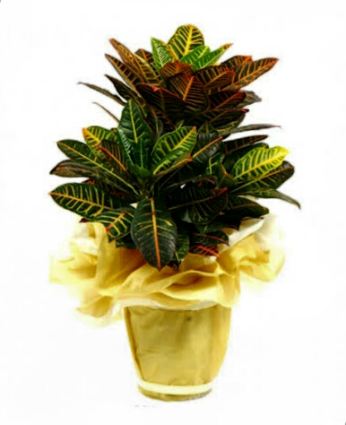 Ad:  Kraton.jpg
Gsterim: 1922
Boyut:  99.6 KB