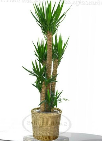 Ad:  Yucca.jpg
Gsterim: 2010
Boyut:  85.3 KB