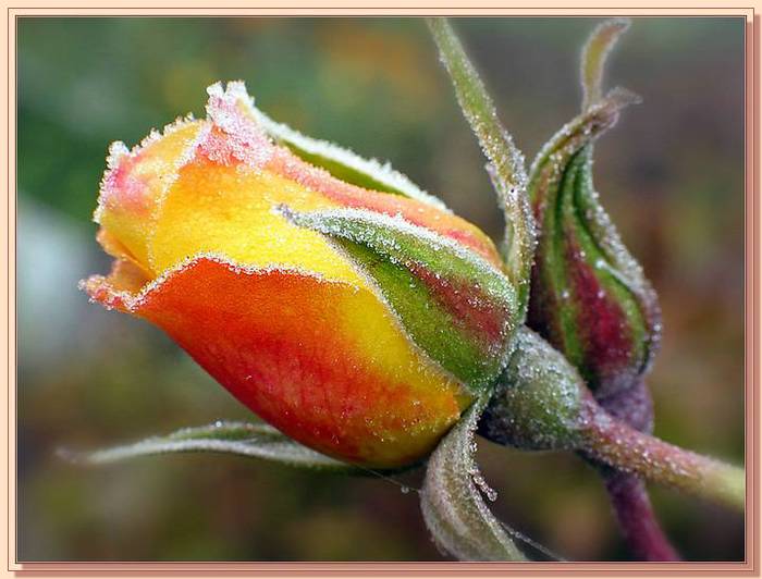 Ad:  gul_407.jpg
Gsterim: 555
Boyut:  50.2 KB