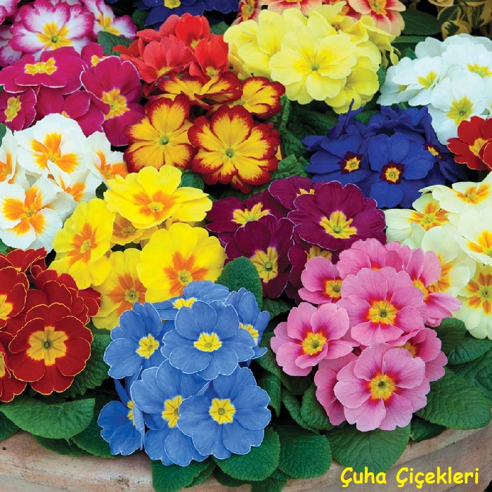 Ad: çuha çiçekleri.jpg
Gösterim: 1242
Boyut: 256.9 KB