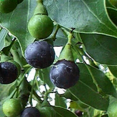 Ad:  kafur.jpg
Gsterim: 2601
Boyut:  56.9 KB