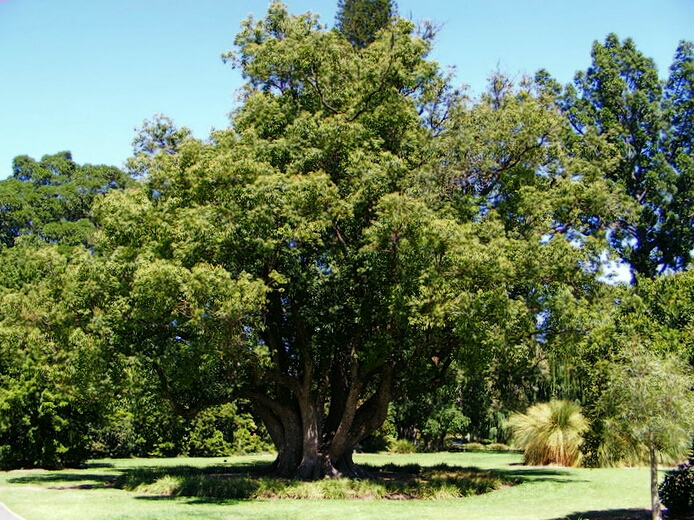 Ad: Kafur ağacı.jpg
Gösterim: 1045
Boyut: 438.8 KB