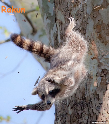 Ad: racoon.jpg
Gösterim: 3372
Boyut: 99.0 KB