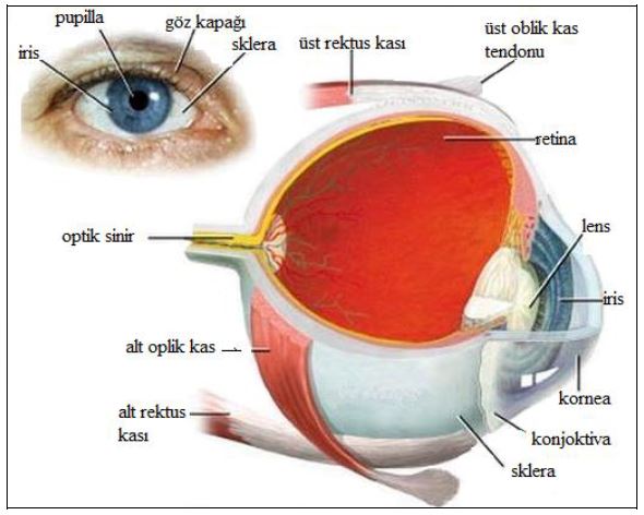 52908d1468596968 goz nedir gozun yapisi ve gorevleri goz1 - 52908d1468596968 goz nedir gozun yapisi ve gorevleri goz1