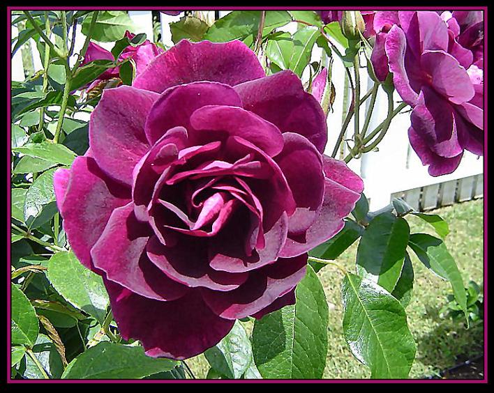 Ad:  iceberg_burgundy_2aa.jpg
Gsterim: 381
Boyut:  105.1 KB