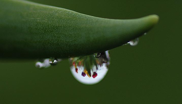 Ad:  tulip-bubble-sf.jpg
Gsterim: 251
Boyut:  19.6 KB