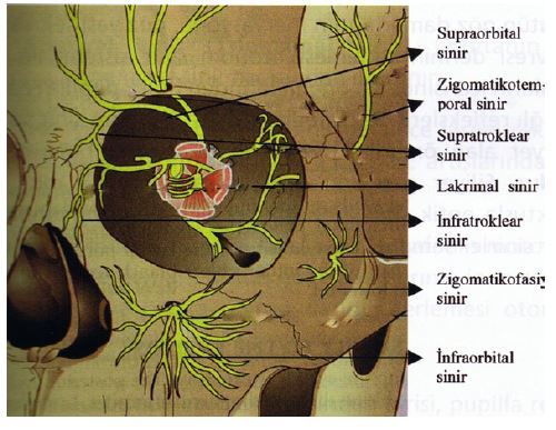 Ad:  gz6.JPG
Gsterim: 4123
Boyut:  53.4 KB