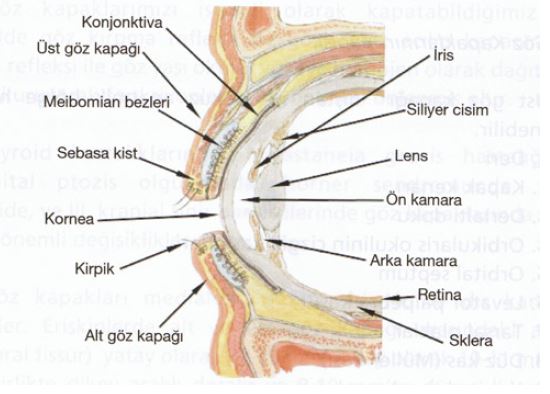 Ad:  gz9.JPG
Gsterim: 6878
Boyut:  38.4 KB