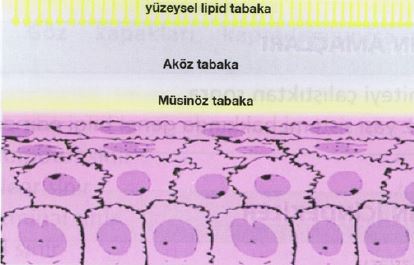 Al�nt�daki Ek 52927