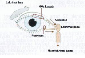Ad:  gz11.JPG
Gsterim: 4302
Boyut:  17.3 KB