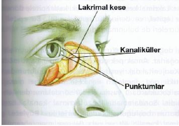 Ad:  gz12.JPG
Gsterim: 4180
Boyut:  21.7 KB