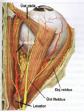 Ad:  gz15.JPG
Gsterim: 4363
Boyut:  35.5 KB