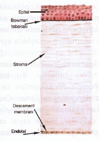 Ad:  gz17.JPG
Gsterim: 4100
Boyut:  28.1 KB