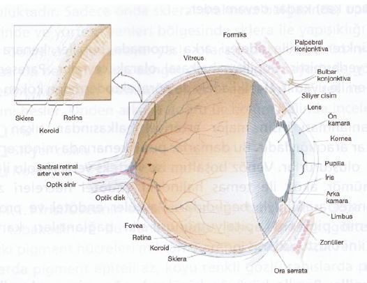 Ad:  gz19.JPG
Gsterim: 4236
Boyut:  38.2 KB