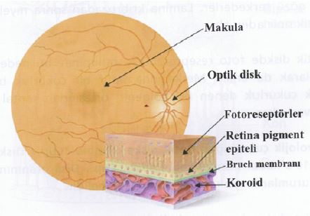 Ad:  gz23.JPG
Gsterim: 4442
Boyut:  26.6 KB