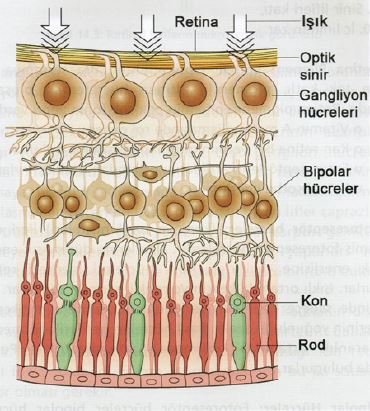 Ad:  gz24.JPG
Gsterim: 4233
Boyut:  48.2 KB