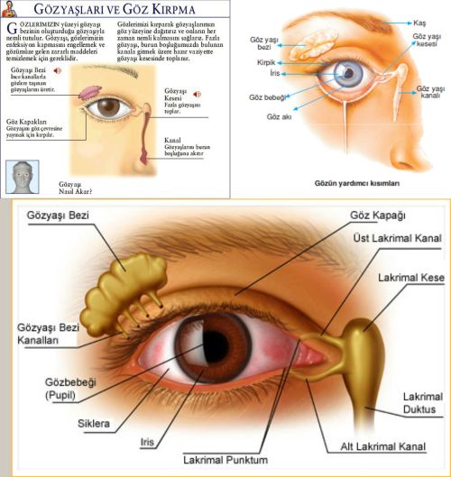 Ad: gözyaşı.jpg
Gösterim: 12524
Boyut: 47.7 KB