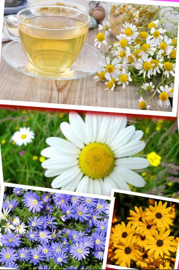 Ad:  papatya1.jpg
Gsterim: 908
Boyut:  51.8 KB