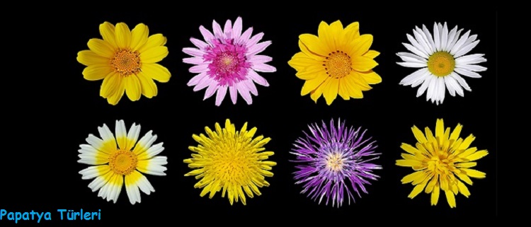 Ad:  papatya-cesitleri-nelerdir.jpg
Gsterim: 1645
Boyut:  75.6 KB