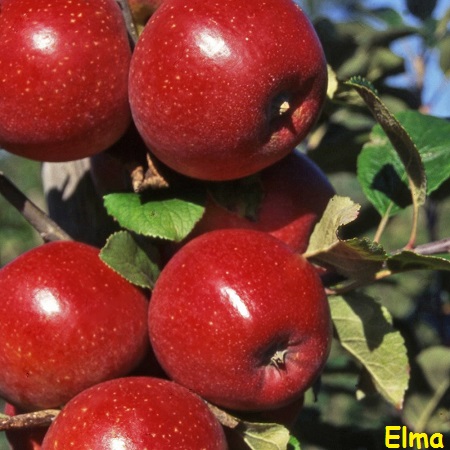 Elma #39 nın Faydaları