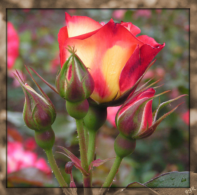 Ad:  betty_boop.jpg
Gsterim: 564
Boyut:  176.1 KB