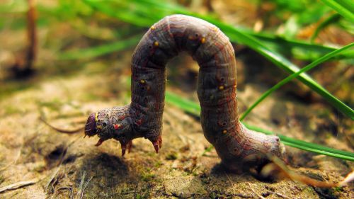 Ad: tırtıl.jpg
Gösterim: 572
Boyut: 50.0 KB