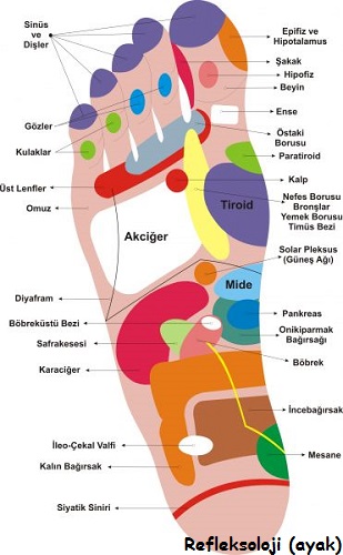 Ad:  refleksoloji.jpg
Gsterim: 10781
Boyut:  53.3 KB