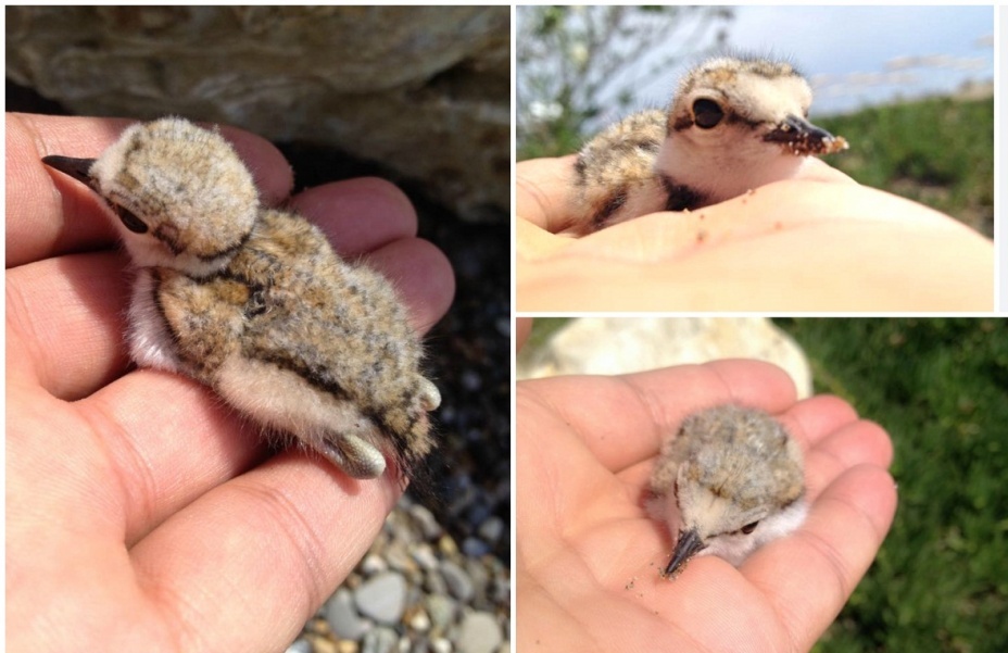 Ad:  Aka clbt.jpg
Gsterim: 536
Boyut:  161.0 KB