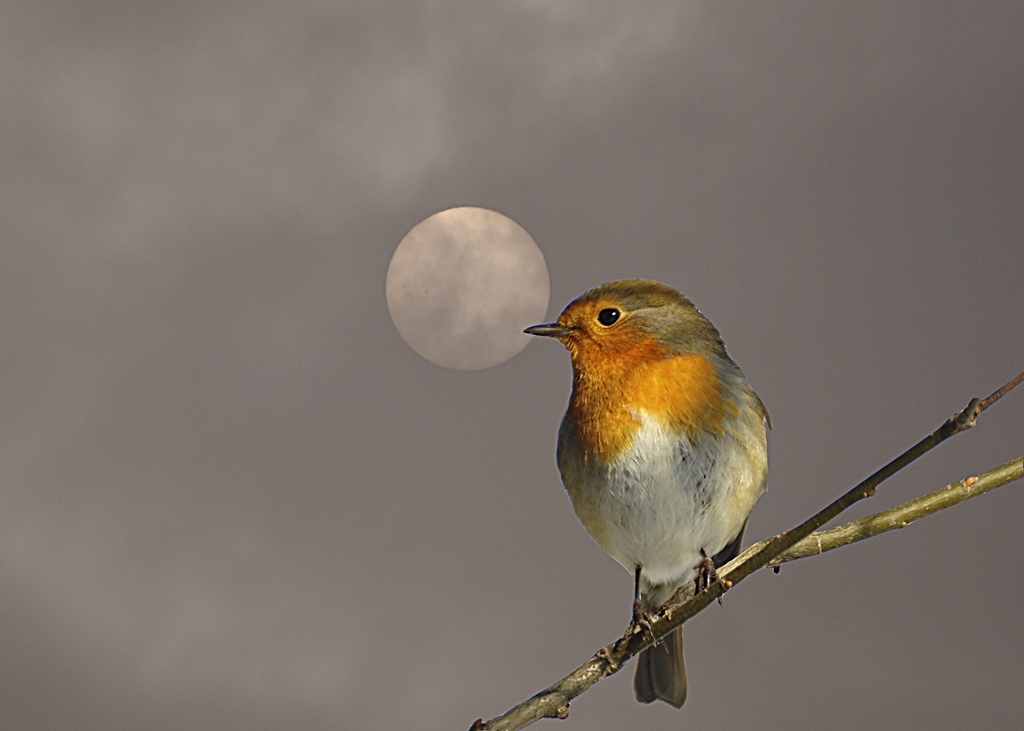 Ad:  kzlgerdan2.jpg
Gsterim: 903
Boyut:  333.8 KB