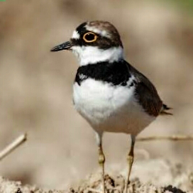 Ad:  aka clbt.jpg
Gsterim: 499
Boyut:  46.3 KB