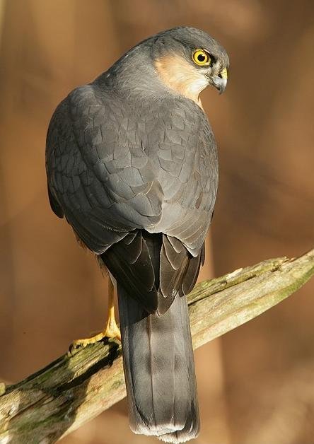 Ad:  japon_atmacasi.jpg
Gsterim: 598
Boyut:  46.6 KB