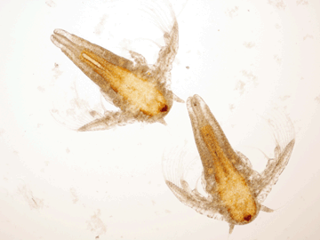 Ad:  artemia.gif
Gsterim: 1032
Boyut:  39.6 KB