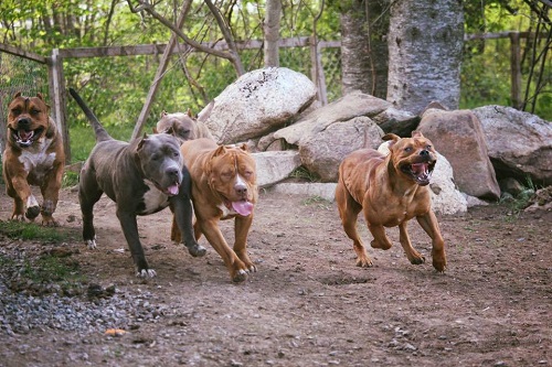 Ad:  pitbull.jpg
Gsterim: 375
Boyut:  101.5 KB