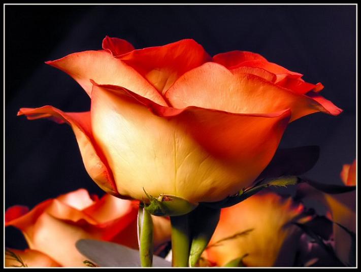 Ad:  anniversary.jpg
Gsterim: 351
Boyut:  42.3 KB