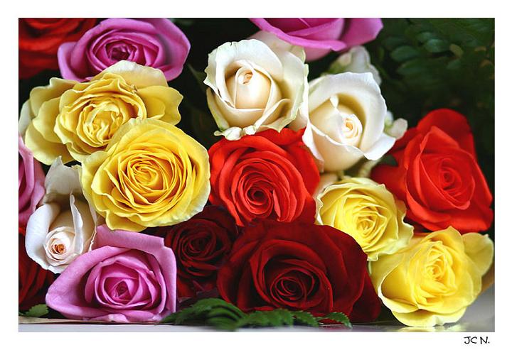 Ad:  rose_bord.jpg
Gsterim: 432
Boyut:  62.3 KB