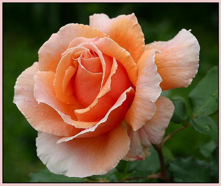 Ad:  oct1905m_127.jpg
Gsterim: 501
Boyut:  51.0 KB