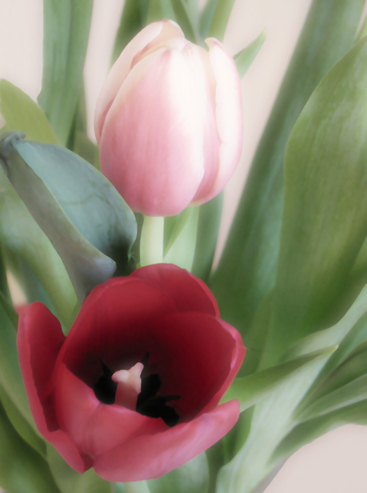 Ad:  tulips_6.jpg
Gsterim: 268
Boyut:  75.1 KB