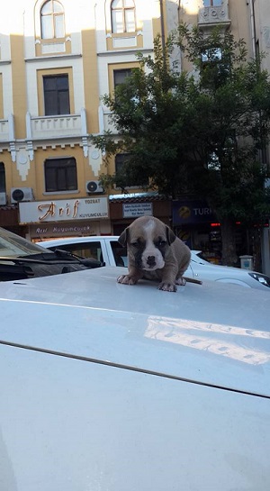 Ad:  pitbull.jpg
Gsterim: 297
Boyut:  58.6 KB