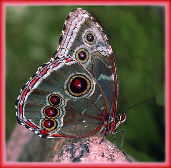 Ad:  butterfly_3_ws.jpg
Gsterim: 1821
Boyut:  71.1 KB