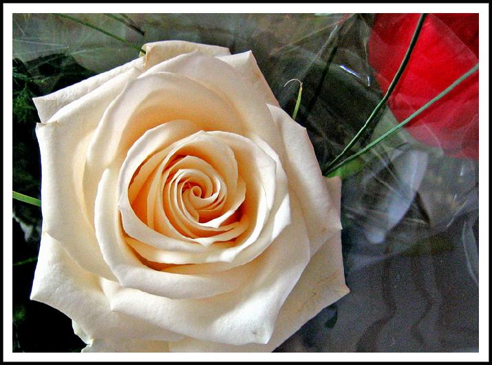 Ad:  only_a_rose.jpg
Gsterim: 547
Boyut:  64.5 KB