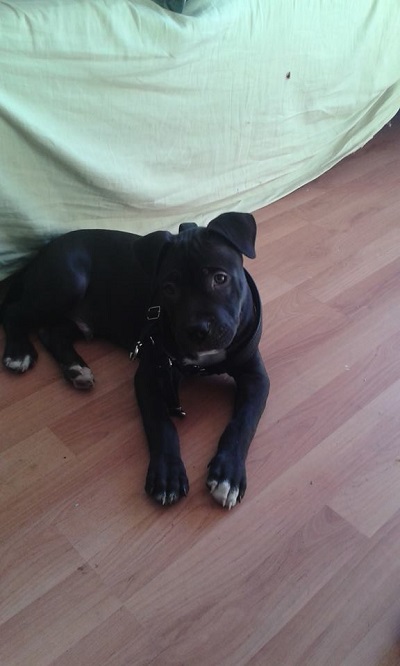 Ad:  pitbuull.jpg
Gsterim: 239
Boyut:  62.8 KB