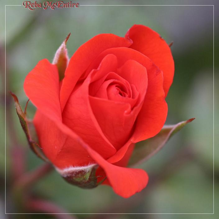 Ad:  reba_mcentire.jpg
Gsterim: 469
Boyut:  37.2 KB