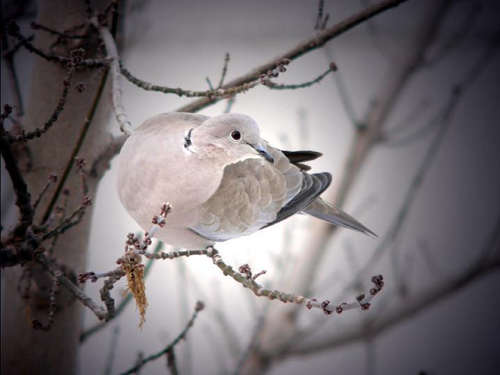 Ad:  kus.JPG
Gsterim: 311
Boyut:  36.8 KB