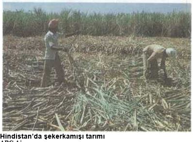 Al�nt�daki Ek 53884